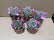 Zeilmanniania mammillaria for sale  Shipping to Ireland