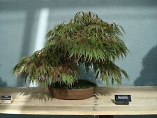 Bonsia acer palmatum for sale  MOELFRE