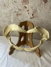 Taxidermy shark jaw for sale  SHREWSBURY