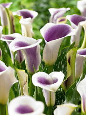 Purple white flower for sale  Kennesaw