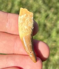 Rooted crocodile tooth for sale  Coppell