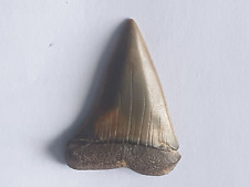 Shark tooth carcharodon d'occasion  Valence