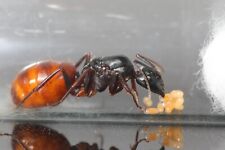 bees queens nucs for sale  San Diego