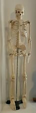 Model skeleton anatomical for sale  Zion