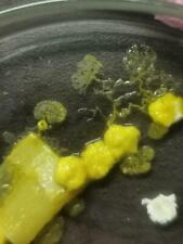 BLOB amarillo schleimpilz sklerotium Yellow slime mold, no Physarum polycephalum segunda mano  Embacar hacia Argentina