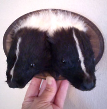Taxidermy headed skunk for sale  San Diego