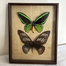 Vintage Wall Butterflies Ornithoptera P Arruana New Guinea Framed Wall Hanging for sale  Shipping to South Africa