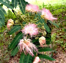 Mimosa tree persian for sale  Batesburg