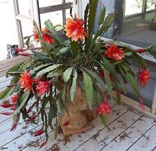 Rooted epiphyllum wild for sale  Huntersville