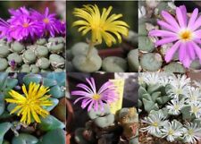 Conophytum seeds seeds for sale  NEWRY