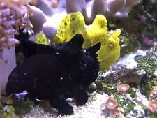 Live marine fish for sale  FROME