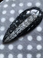 Orthoceras small paperweight for sale  CRAVEN ARMS