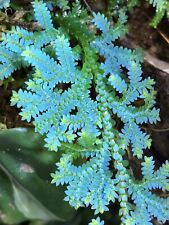 Peacock spikemoss rainbow for sale  San Tan Valley