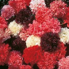 Poppy paeoniflorum mixed for sale  SALISBURY