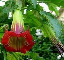 Brugmansia Sanguinea Scarlet Angels Trumpet Datura Red Flower - 10 to 100 Seeds for sale  Shipping to South Africa