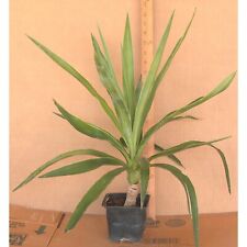 T571a yucca elephantries for sale  Bakersfield