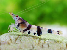 Black crystal shrimp for sale  GLASGOW