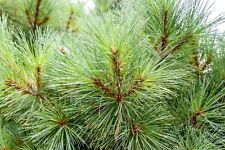 Pinus sorbus eastern for sale  HULL