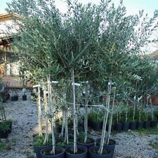 Olivi ascolana olivo usato  Bettona