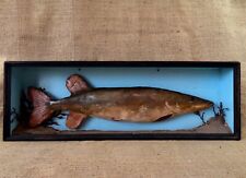 Antique vintage taxidermy for sale  KINGSTON UPON THAMES