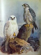 Ornithologie atlas illustré d'occasion  Vierzon