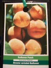 Redhaven peach fruit for sale  Ben Wheeler