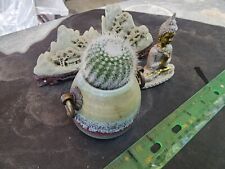 Cacti succulent nice for sale  San Lorenzo