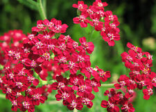 Yarrow red perennial for sale  Phoenix