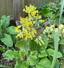 Primula veris cowslip for sale  NOTTINGHAM