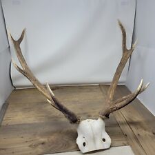 Large stag deer for sale  IPSWICH