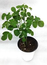 Moringa rooted live for sale  Kerens