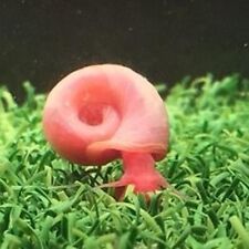 Pearl pink ramshorn for sale  CROOK