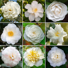 White camellia shrub for sale  UK