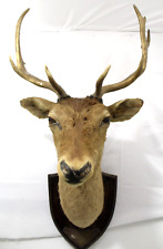 Taxidermy mounted fallow for sale  COLCHESTER