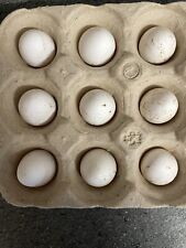 Bobwhite quail hatching for sale  WREXHAM
