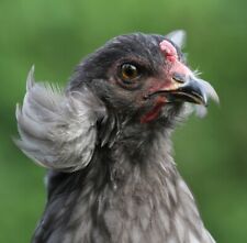 Hatching eggs araucana for sale  Shipping to Ireland