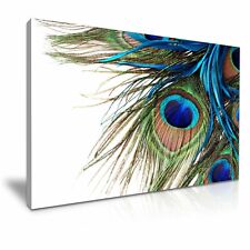 Peacock feather canvas for sale  BIRMINGHAM