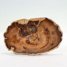 Cherry Tree Species Petrified Wood Cross Cut Slice Specimen for sale  Shipping to South Africa