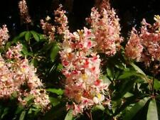 Aesculus indica tree for sale  ST. ASAPH