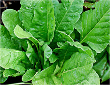 Giant spinach 100 for sale  LONDON