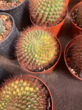 Cactus red thorn for sale  Ireland