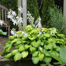 Plant hosta guacemole for sale  Shipping to Ireland