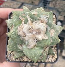 Ariocarpus intermedius hybrid gebraucht kaufen  Storkow