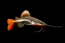 Yellow tail redtail for sale  LONDON