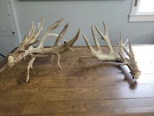 Whitetail deer sheds for sale  Sandwich