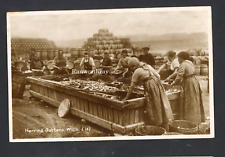 Wick caithness herring for sale  NORWICH