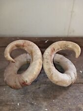 Welsh rams horns for sale  GLOUCESTER