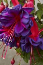 Fuchsia giant trailing for sale  UK