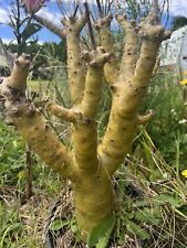 Seed pod x 1, Tylecodon paniculatus, Caudex, Bonsai , 24/01/2024 for sale  Shipping to South Africa