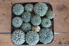 Lage plants astrophytum for sale  Shipping to Ireland